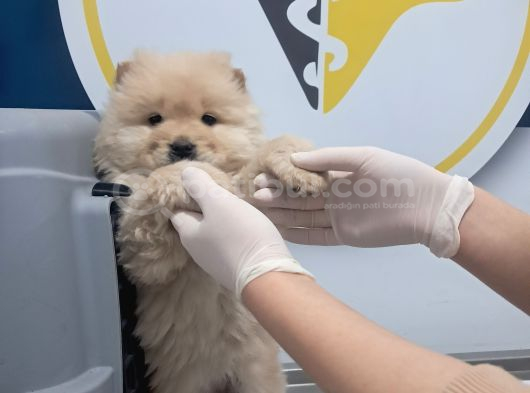 Pofuduk Chow Chow görsel
