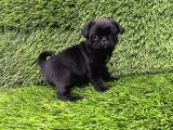 Pug Mobs Bebekler