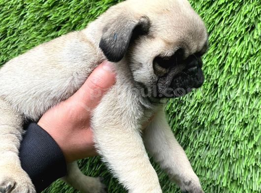 Pug Mobs Bebekler görsel
