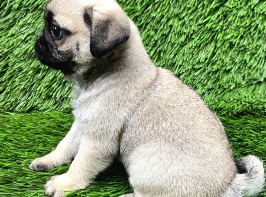 Pug Mobs Bebekler görsel