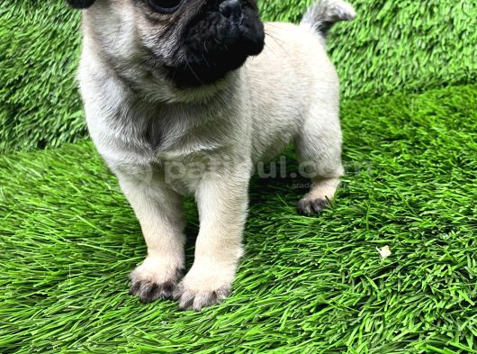 Pug Mobs Bebekler görsel