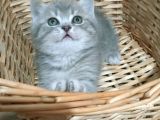 Safkan Orjinal Blue Point Ve British Shorthair