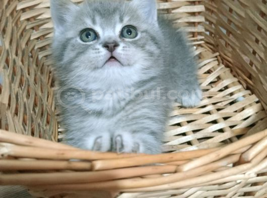 Safkan Orjinal Blue Point Ve British Shorthair görsel