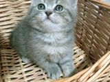 Safkan orjinal blue point ve British shorthair
