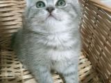 Safkan Orjinal Blue Point Ve British Shorthair