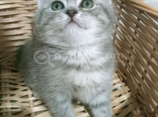 Safkan Orjinal Blue Point Ve British Shorthair görsel