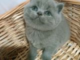 Safkan Orjinal Blue Point Ve British Shorthair