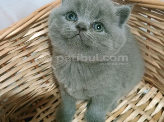 Safkan Orjinal Blue Point Ve British Shorthair görsel
