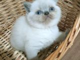 Safkan Orjinal Blue Point Ve British Shorthair