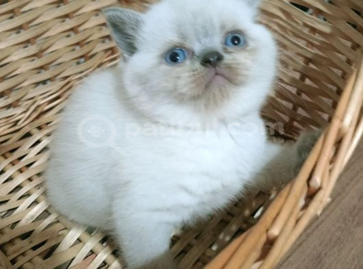 Safkan Orjinal Blue Point Ve British Shorthair görsel