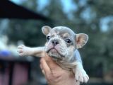 Egzotik French Buldog Bebekler