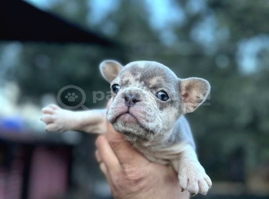 Egzotik French Buldog Bebekler görsel