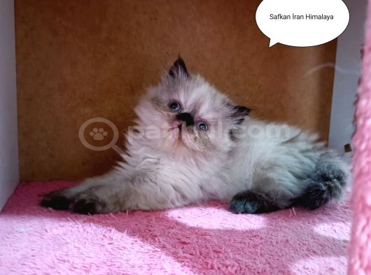 İran Persi̇an - Hi̇malaya Safkan Sifir Burun Mavi̇ Göz görsel