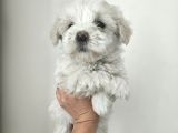 Maltese Terier Yavrularimiz