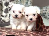 Maltese Terier Bebekler