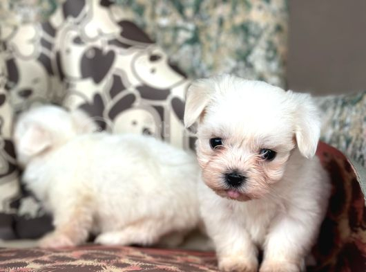 Maltese Terier Bebekler görsel