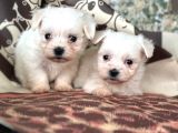 Maltese terier bebekler