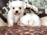 Maltese Terier Bebekler