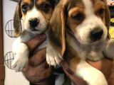 Elizabeth Beagle
