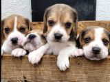Elizabeth beagle