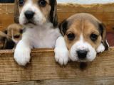 Elizabeth Beagle