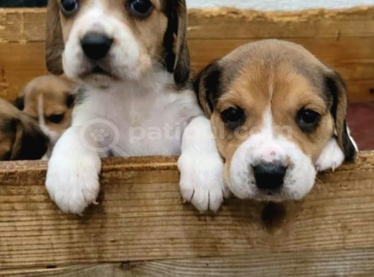 Elizabeth Beagle görsel