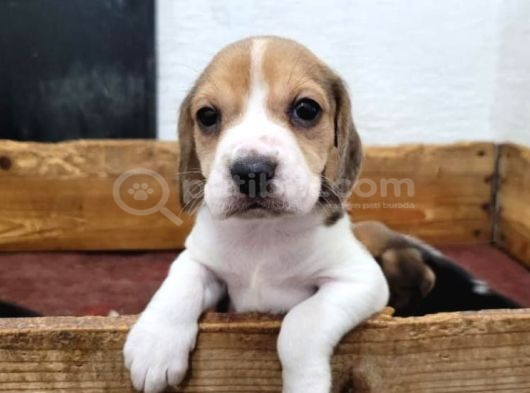 Elizabeth Beagle görsel