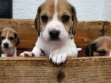Elizabeth Beagle