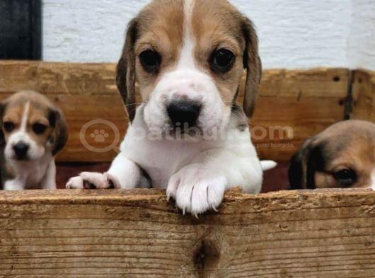 Elizabeth Beagle görsel