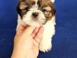 Shih Tzu Bebekler