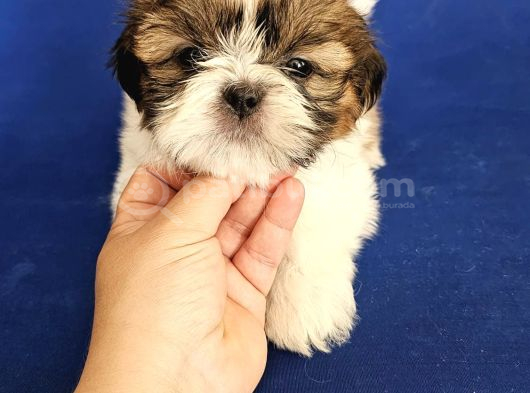Shih Tzu Bebekler görsel