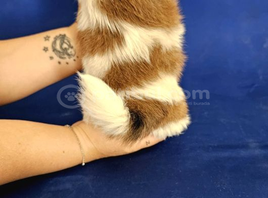 Shih Tzu Bebekler görsel