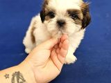 Shih Tzu Bebekler