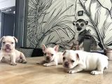 Egzotik French buldog bebekler