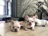 Egzotik French Buldog Bebekler