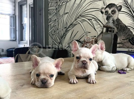 Egzotik French Buldog Bebekler görsel