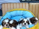 Shih tzu bebekler