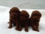 Kali̇te Ve Sağliğin Ön Planda Olduğu Toy Poodle Bebekler