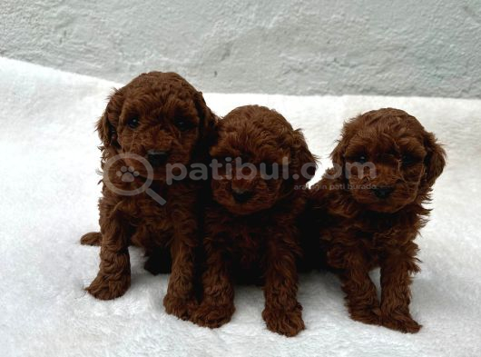 Kali̇te Ve Sağliğin Ön Planda Olduğu Toy Poodle Bebekler görsel