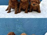 Kali̇te Ve Sağliğin Ön Planda Olduğu Toy Poodle Bebekler