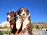 Border Colie Yavrular