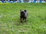 Hırs Küpü Belçika Malinois