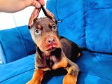 Kızıl ve siyah doberman yavruları