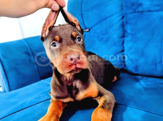 Kızıl ve siyah doberman yavruları