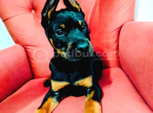 Kızıl Ve Siyah Doberman Yavruları görsel