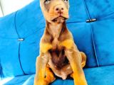 Kızıl Ve Siyah Doberman Yavruları