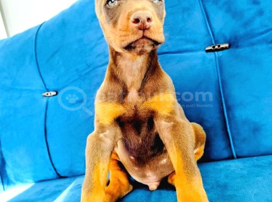 Kızıl Ve Siyah Doberman Yavruları görsel