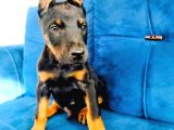 Kızıl Ve Siyah Doberman Yavruları