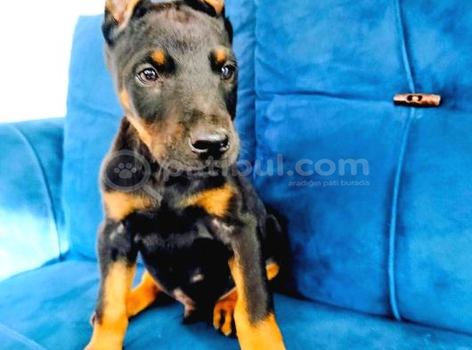 Kızıl Ve Siyah Doberman Yavruları görsel