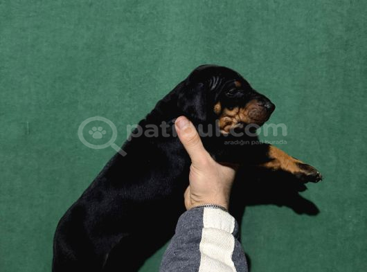 King Doberman Yavrular görsel